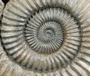 Huge Coroniceras Ammonite - France #4502-2